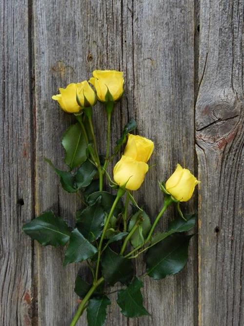  YELLOW SPRAY ROSES